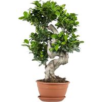 Ficus microcarpa 'Ginseng' en forme de S – Bonsaï – Plante d'intérieur – D22 cm - H60-70 cm