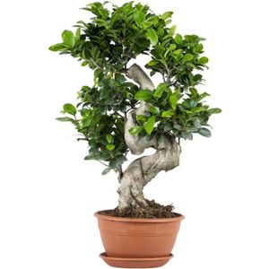 PLANTE POUSSÉE Ficus microcarpa 'Ginseng' en forme de S – Bonsaï – Plante d'intérieur – D22 cm - H60-70 cm