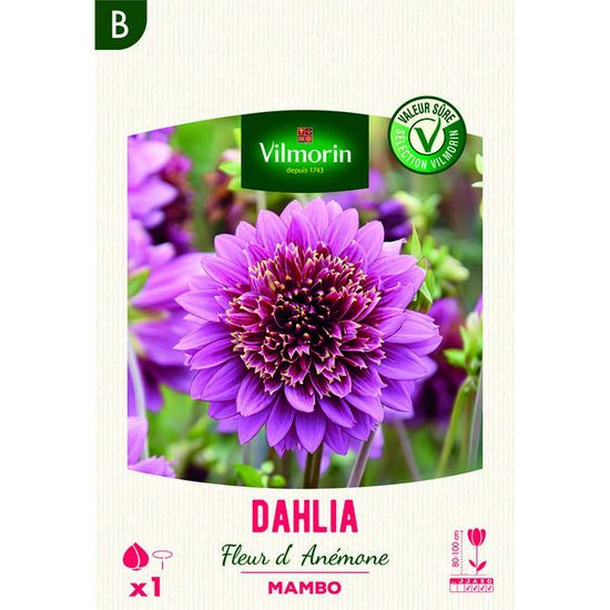 Semi Di Dahlia Mignon Nana Vilmorin, Varietà Mista Di Colori Rosa, Giallo, Bianco, Per Aiuole E Bordure, Fioritura Estiva
