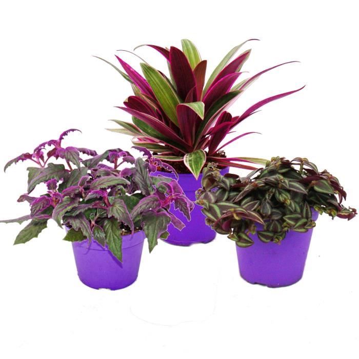 Exotenherz - Trio de plantes violettes - 3 plantes différentes avec des  feuilles violettes - pot de 12 cm - Cdiscount Jardin