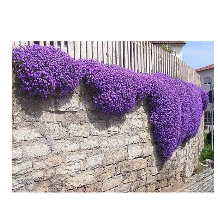 MOD 100pcs Violet Flower Garden vivace Couvre-sol Plante - 100pcs Jardin  Purple Flower Aubrieta Hybrida Seeds - Cdiscount Maison