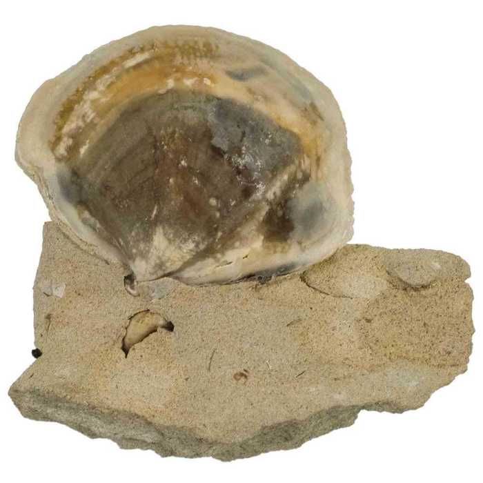 Collection de coquillages - 14 - Coquillage marin - Lambis Collection de coquillages - 14 - Coquillage marin - Lambis