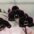 100PCS Phalaenopsis Graines Orchidée Graines Bonsaï Fleur Graines pour la Maison Garden-Black-0