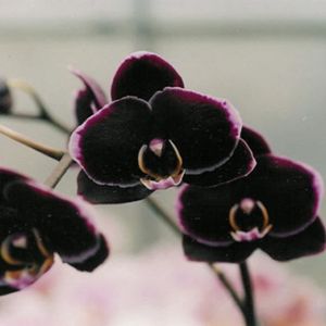 GRAINE - SEMENCE 100PCS Phalaenopsis Graines Orchidée Graines Bonsaï Fleur Graines pour la Maison Garden-Black