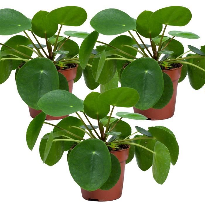 Usine de crêpes | Pilea 'Peperomioides' par 3 pièces - Plante d'intérieur en pot de pépinière D12 cm - H10-15 cm