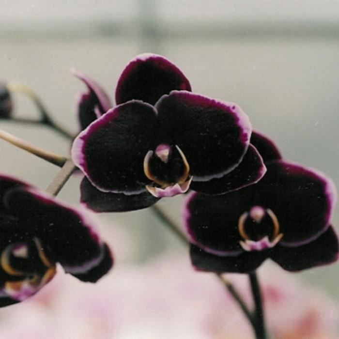 100PCS Phalaenopsis Graines Orchidée Graines Bonsaï Fleur Graines pour la Maison Garden-Black