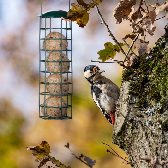 Test De La Mangeoire D'extérieur Relaxdays : Robustesse Et Design En Bois