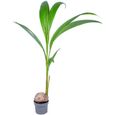 Floraya - Cocotier | Cocos 'Nucifera' per stuk - Plante d'intérieur en pot de culture D19 cm - H150 cm-0