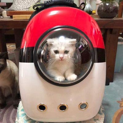 Sac Dos de Transport pour Chat Petit Chien Pet en Plein Air