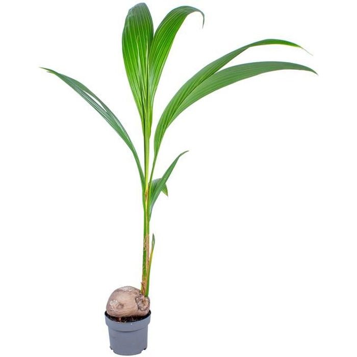 Floraya - Cocotier | Cocos 'Nucifera' per stuk - Plante d'intérieur en pot de culture D19 cm - H150 cm