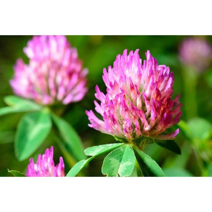 Graines De Tournesol Desire Red F1- Helianthus Annuus Le Sachet De 10 Graines Environ - Foto 11