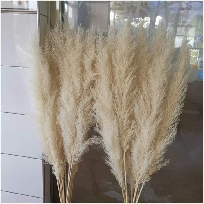 Herbe De La Pampa 3pcs 55cm Blanc Naturel Naturel Reed Fleur séchée ...