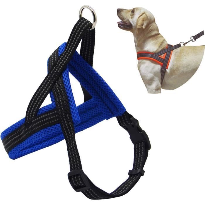 Les Couleurs De Colliers Et Laisses Pour Chien : Conseils Selon Le Pelage – Fidèle Paris