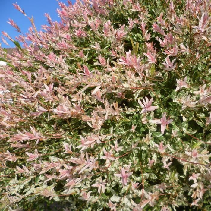 Saule Crevette Qui Seche Salix Integra Hakuro Nishiki Saule Crevette Saule Japonais