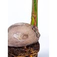 Floraya - Cocotier | Cocos 'Nucifera' per stuk - Plante d'intérieur en pot de culture D19 cm - H150 cm-1
