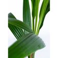 Floraya - Cocotier | Cocos 'Nucifera' per stuk - Plante d'intérieur en pot de culture D19 cm - H150 cm-2