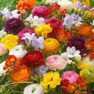 GRAINE - SEMENCE 40x Bulbes de fleurs - COLORFUL COMBINATION Ranunculus & Freesias Plantes fleuries vivaces A79
