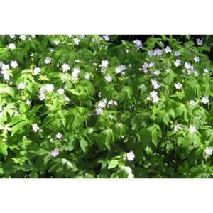PLANTE POUSSÉE Plante Vivace à Fleurs - Geranium macul. 'Album' - bec de grue en pot de 9 x 9 cm