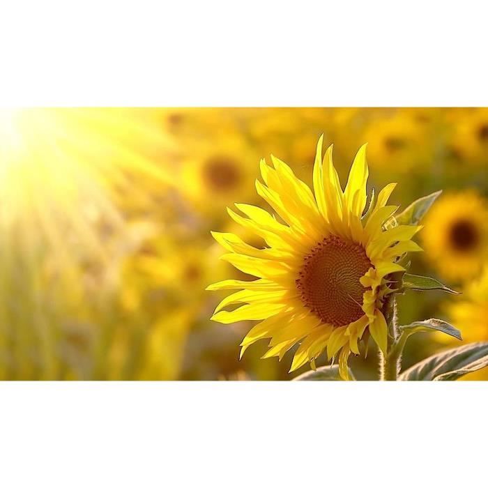 Tezier - Ipomée Pourpre -- Fleurs Annuelles | Leroy Merlin