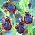 100pcs couleur mélangée corne pic sourcils orchidée graines-0