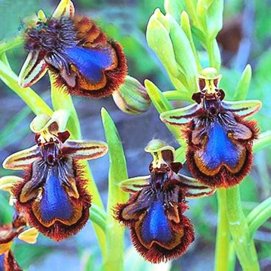 100pcs couleur mélangée corne pic sourcils orchidée graines