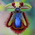 100pcs couleur mélangée corne pic sourcils orchidée graines-2