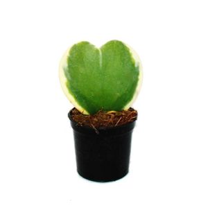 PLANTE POUSSÉE Hoya kerii - Hoya kerii - feuille de coeur bicolore, plante de coeur ou petite chérie - pot de 6cm - Succulent
