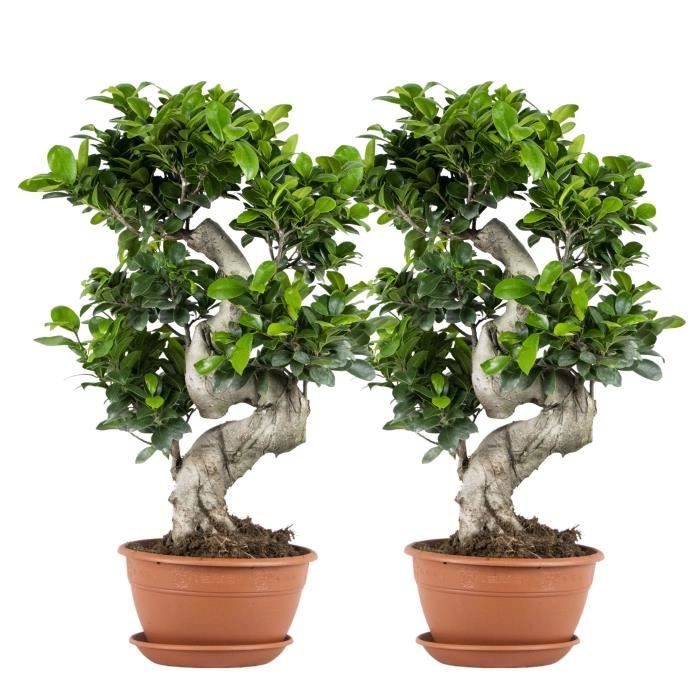 Bonsaï Ficus microcarpa 'Ginseng' S - Plante d'intérieur - D22 cm - H60-70 cm