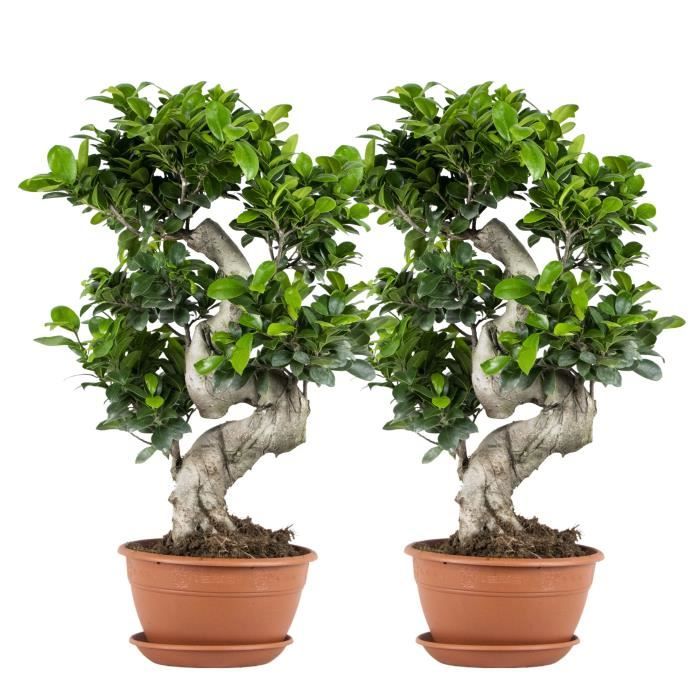 2x Ficus microcarpa 'Ginseng' en forme de S – Bonsaï – Plante d'intérieur – D22 cm - H60-70 cm