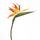 Oiseau Du Paradis Plante
