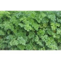 Sachet de  Persil frisé vert foncé - 5 g - légume feuille - LES GRAINES BOCQUET