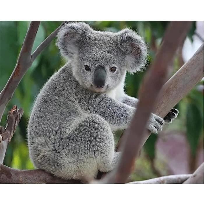 Kit DIY Diamond Painting Koala - 40x50 Cm (16x20 Pouces) - Broderie Diamant 5D Complète - Déco Murale Adulte
