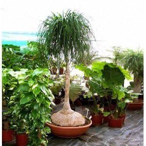 Arbres dint/érieur de Botanicly Yucca Hauteur: 35 cm 4 /× M/élange de plantes vertes tropicales Ficus GinSeng Beaucarnea Pachira