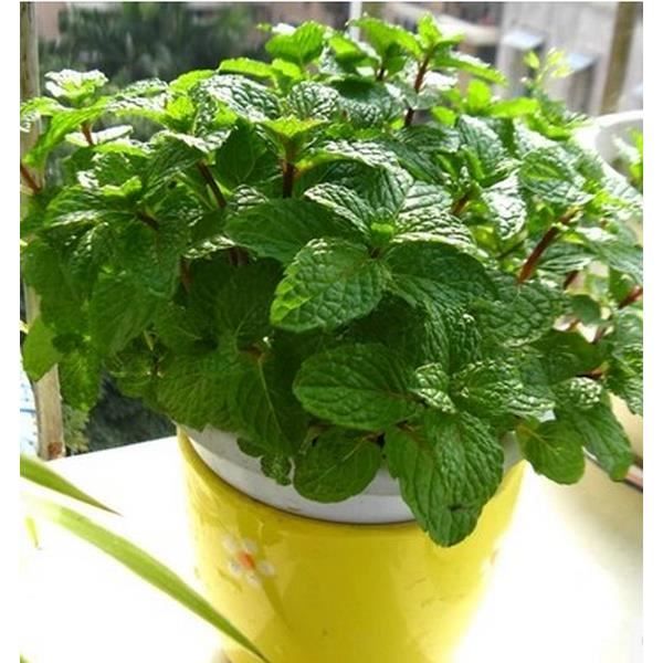 Menthe poivrée menthe poivrée comestible 100 plantes à la menthe fleur Cdiscount Jardin