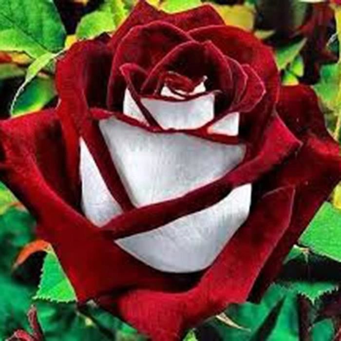 200 Graines De Roses Vivaces - Croissance Rapide - Balcon/Jardin - Rouge