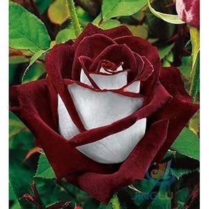 GRAINE - SEMENCE 50 graines Abracadabra Rose, couleur rare, Osiria 