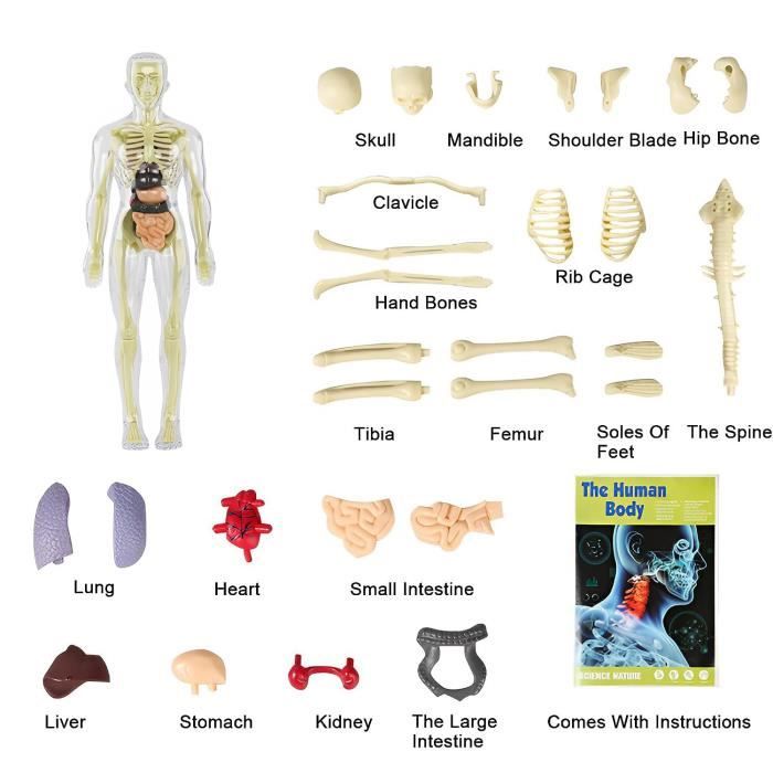 1 Pc modèle de corps humain pour les enfants modèle de squelette d'anatomie