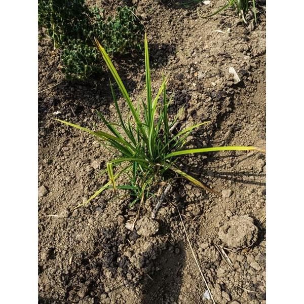 Souchet Comestible / Chufa (Cyperus Esculentus Var. Sativus) Graines