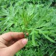 100pcs graines d’Artemisia annua 1-0