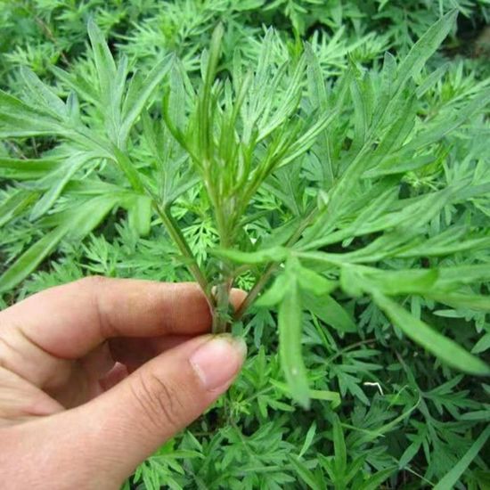 100pcs graines d’Artemisia annua 1