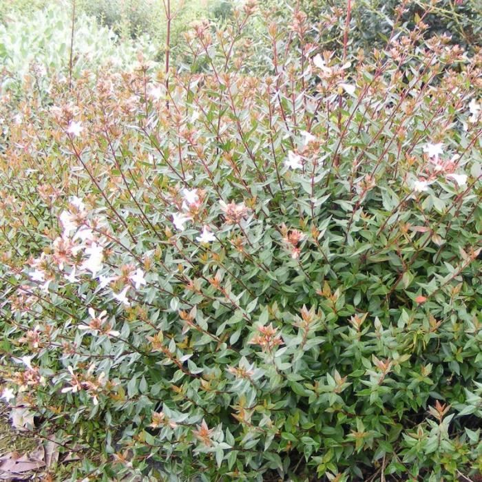 Abelia Grandiflora Prostrata Abelia Nain Achat Vente Arbre