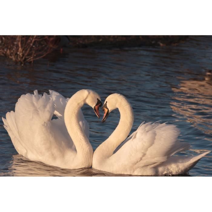 Poster Affiche Cygnes Amoureux Coeur Parade Nuptiale Amour Sauvage 42cm X 63cm Achat Vente Affiche Poster Cdiscount