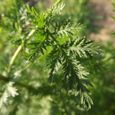 100pcs graines d’Artemisia annua 1-1