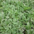 100pcs graines d’Artemisia annua 1-2