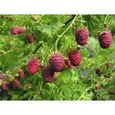 50 Graines de Framboise Sauvage - fruit rouge jardin - semences paysannes-1