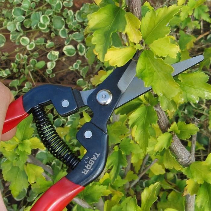 Tabor Tools K7e Sécateur Précision Ciseaux Jardin Récolte Fruits