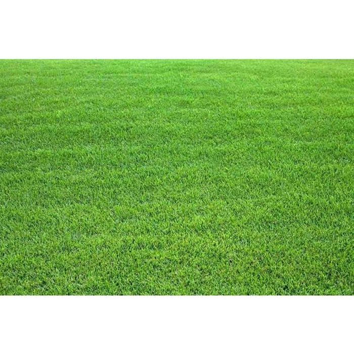 Gazon Kikuyu - Boite de 250grs