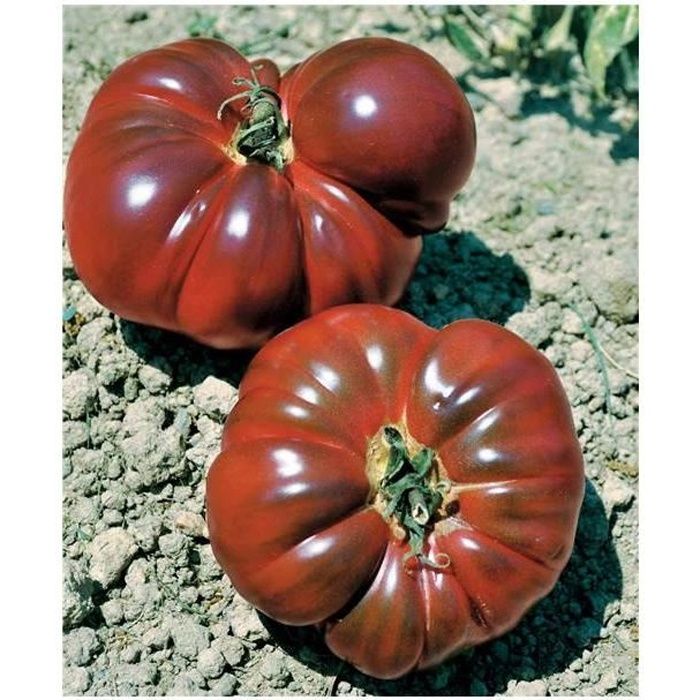Tomate de grande hauteur Noire de Crimée 0.1g