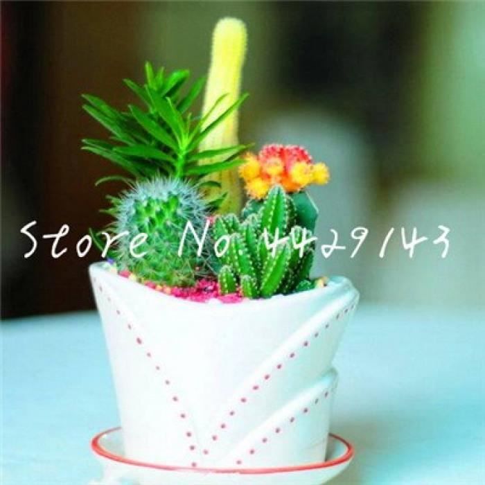 RARE Hoya Bonsai Fleurs de Jardin 100 Pcs Graines Vivace plantes de jardin NEUF 2018 X
