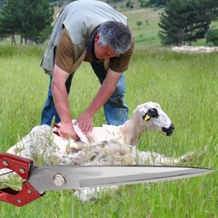 Ciseaux à Moutons Manuels En Acier Inoxydable - Longueur 30cm - Avec Ressort Amovible - Pour Tonte Moutons, Lapins, Animaux
